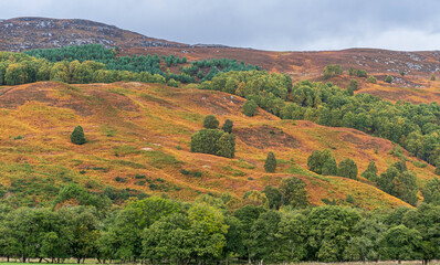 Autumn in Glen Affric, Scotland, UK