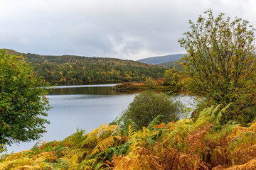 Autumn in Glen Affric, Scotland, UK