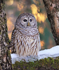 Barred Owl perched on the fir branch in the forest with beautiful sunset colors in the background, Canada