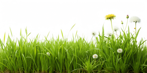 Lush Green Grass with Dandelions and Buds in a Natural Outdoor Setting, cutout, PNG isolated on white or transparent background