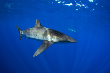Fototapeta premium A group of silky sharks swimming in clear blue water. Pelagic sharks patrol near the surface. Mexican sharks. 