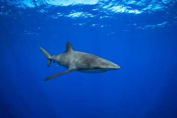 Naklejka premium A group of silky sharks swimming in clear blue water. Pelagic sharks patrol near the surface. Mexican sharks. 