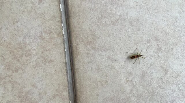 A red and brown assassin bug walking on a tile floor.
