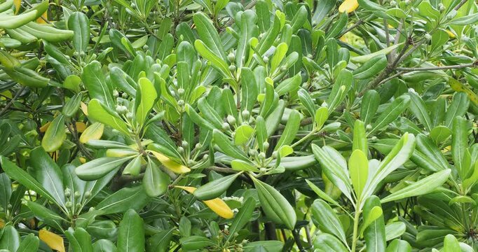 (Pittosporum tobira) Japanese pittosporum clothed with leathery, obovate and shiny green foliage and inflorescences of sweetly-scented white flowers in umbels an early summer
