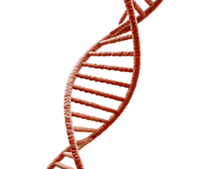 Red D N A double helix structure isolated on a transparent background molecule genetic