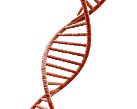 Red D N A double helix structure isolated on a transparent background molecule genetic - Powered by Adobe