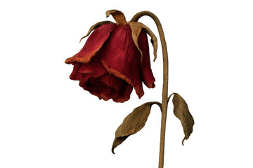 Dried red rose head and stem drooping down, symbolizing end of life, decay, sadness, and loss, transparent background