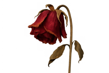 Dried red rose head and stem drooping down, symbolizing end of life, decay, sadness, and loss, transparent background