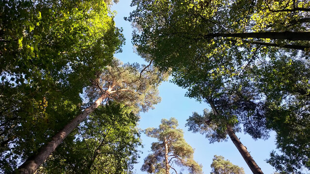 Looking up into a summer forest canopy of tall pine and deciduous trees under a clear sky.
