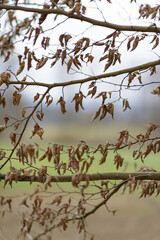 Brown dried leaves on twigs and branches in a forest