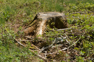Cut tree stump in a forest and green foliage