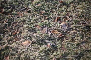 the first snow, nature in winter, new year, plants and trees under the snow