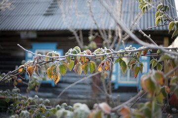 the first snow, nature in winter, new year, plants and trees under the snow