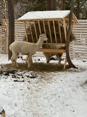 Two fluffy alpacas stand by a wooden feeder full of hay in a snowy outdoor enclosure.

The white...