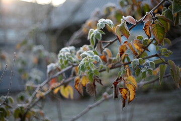 the first snow, nature in winter, new year, plants and trees under the snow