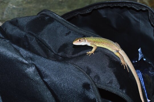 green lizard on the bag