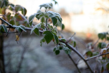 the first snow, nature in winter, new year, plants and trees under the snow