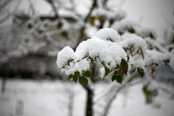 the first snow, nature in winter, new year, plants and trees under the snow