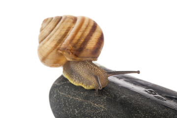 Snail on a stone isolated on white background.