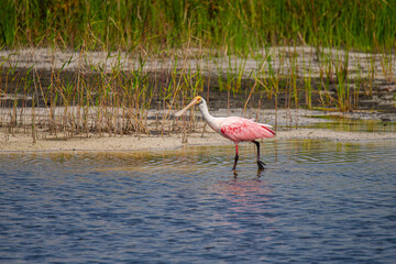 Roseate Spoonbill