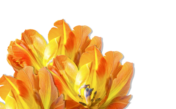 Vibrant bouquet of orange and yellow tulips isolated on transparent background. Bright spring petals, rich color gradients and soft botanical details create a vivid floral element ideal for design - Powered by Adobe