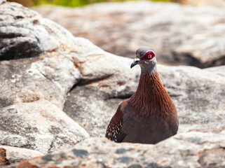Sea pigeon is free-living South African bird sitting on rocky ledge.