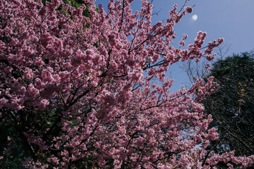 pink cherry blossom