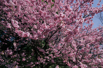 pink cherry blossom