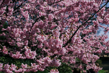 japan cherry blossom