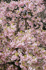 japan cherry blossom