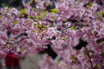 japan cherry blossom