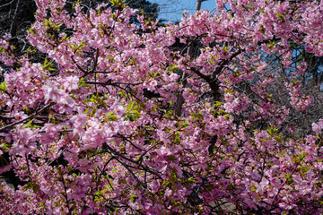 japan cherry blossom