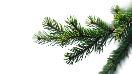 Fresh green pine tree branch isolated for seasonal design elements