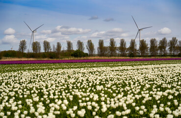 Bright tulip fields in blossom with wind turbines at the background   