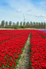 Bright tulip fields in blossom with wind turbines at the background   