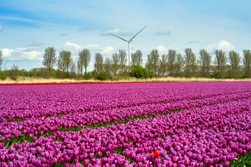 Bright tulip fields in blossom with wind turbines at the background   