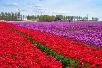 Bright tulip fields in blossom with wind turbines at the background   