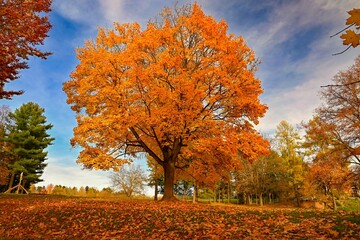 Autumn background with colorful trees. Nature with landscape. Seasonal concept for fall.