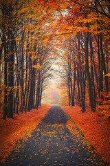 Autumn background with colorful trees. Nature with landscape. Seasonal concept for fall.