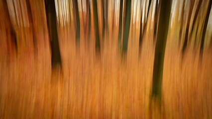 Trees in the forest with fog. Blurred - photographed with movement as art. Concept for landscape with winter nature. Cold weather with fog in winter time.