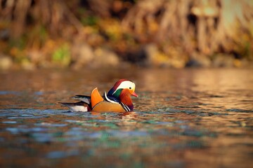 Beautiful mandarin ducks. Animals in the wild. Natural colorful background.