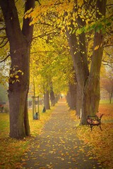 Autumn background with colorful trees. Nature with landscape. Seasonal concept for fall.