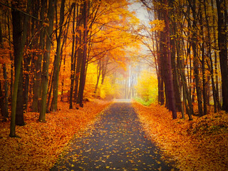 Autumn background with colorful trees. Nature with landscape. Seasonal concept for fall.