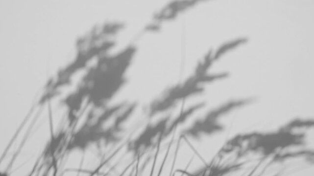 Soft light and shadows from tree branches, plant, foliage and leaves. Morning sunlight and tree shadows blowing by wind reflecting on wall. Summer concept. Product, advertising. . High quality 4k