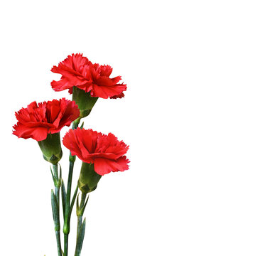Three red carnation flowers  in a floral arrangement isolated on white or transparent background