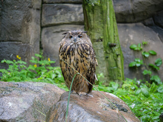 Large Eurasian Eagle Owl With Brown Plumage Perched Frontally On A Wet Rock Surrounded By Green Plants