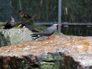 A Grey Inca Tern Bird With Bright Red Beak Perched On A Large Wet Rock Near A Wire Mesh Enclosure