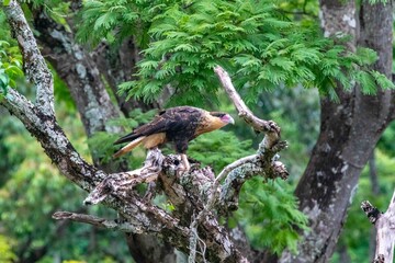 Falcon, bird of prey, Caracara plancus known as carcará, caracara.