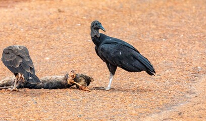 Scavenger birds, black vulture Coragyps atratus, feeding on a dead cat on the asphalt. Cycle of life and death, rebirth, purification, cleansing.