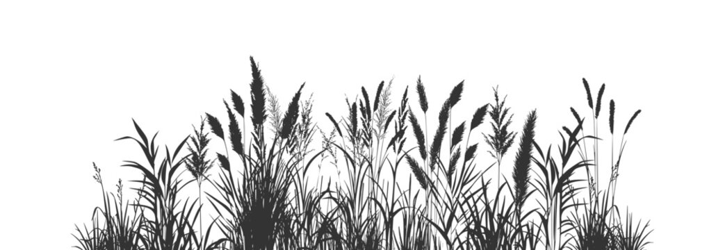 Silhouette of cattails and reeds, wild riverbank grass and swamp coastal plants.